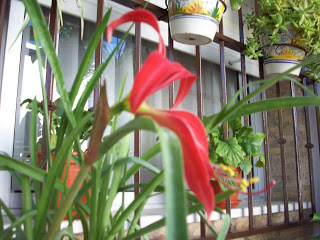 flor+lis+1.jpg