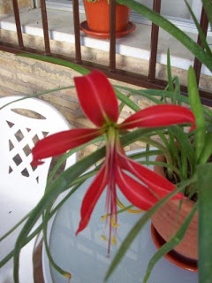 flor+lis+2.jpg