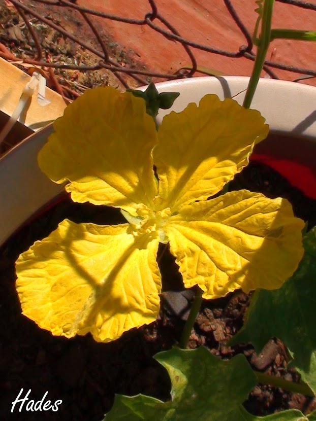 flor+luffa.jpg