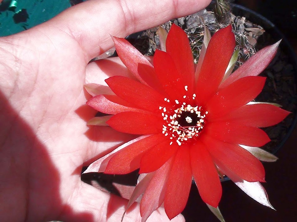 flor+mano.jpg