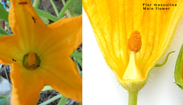 flor-masculina-calabacin.jpg