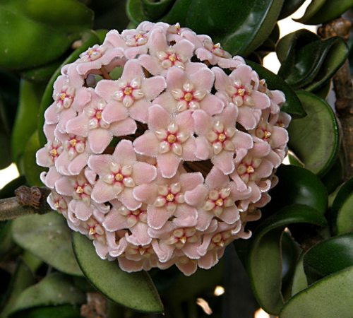 flor-nacar-cera-hoya-carnosa.jpg