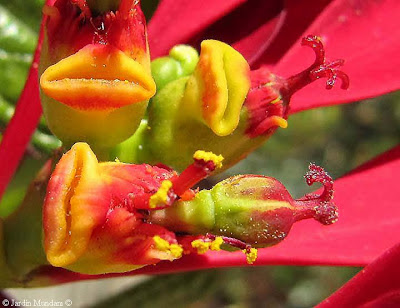 flor-navidad-faro6.jpg