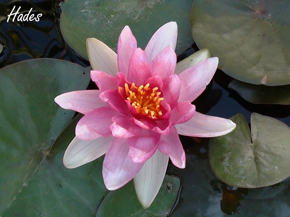 flor+nenu+arriba.jpg