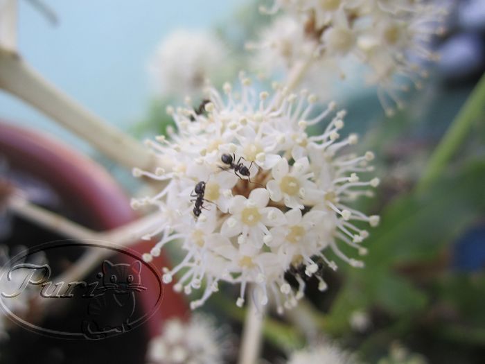 flor+para+semilla+de+aralia.jpg