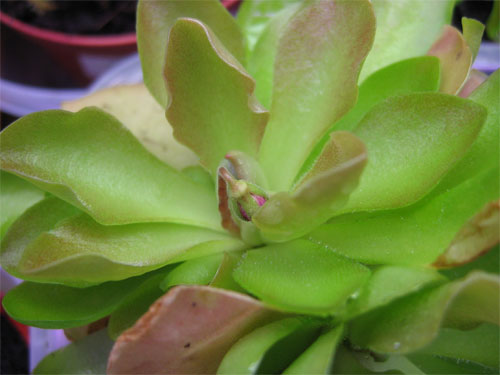 Flor-pinguicula-weser.jpg