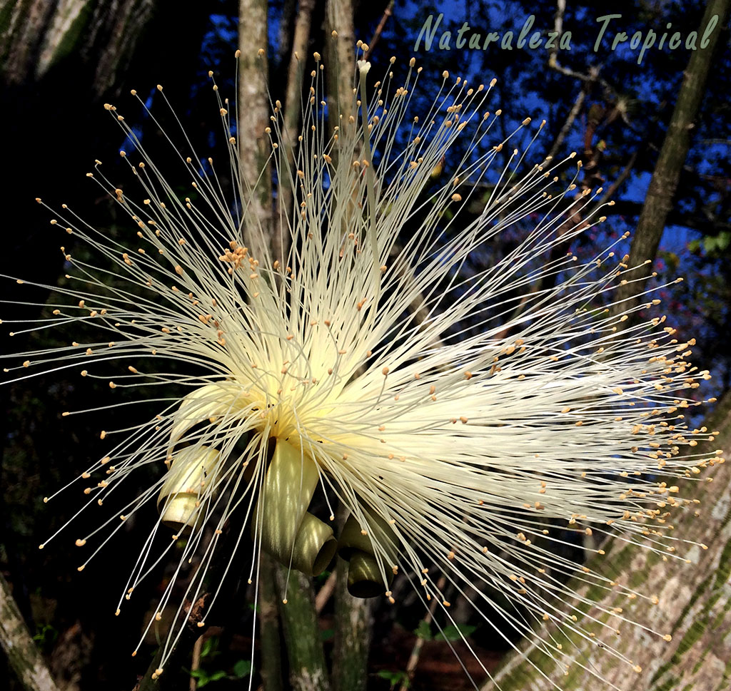 flor-pseudobombax-ellipticum-carolina-arbol.jpg
