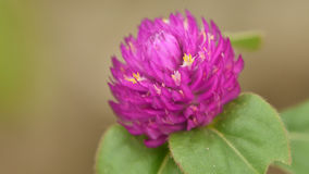 flor-redonda-p%C3%BArpura-42856592.jpg