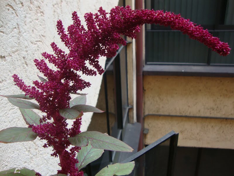 Flor+roja+1.jpg