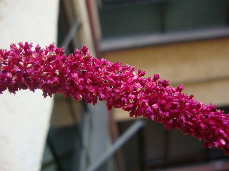 Flor+roja+2.JPG