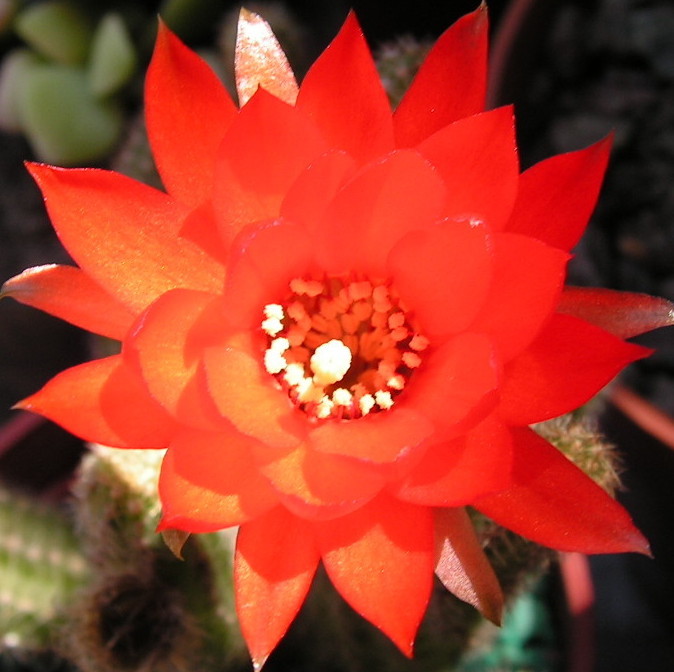 flor roja cactusss.JPG