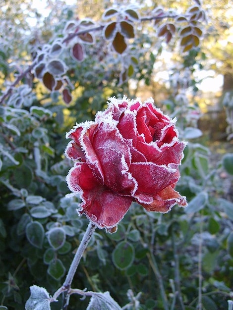 flor-rosa-helada-del-invierno-frio-leann-rosas_121-70891.jpg