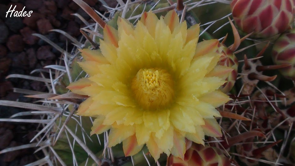 flor+sola.jpg