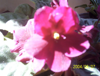 flor-violeta-internet.jpg