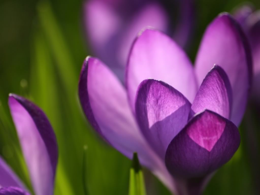 Flor-violeta1.jpg