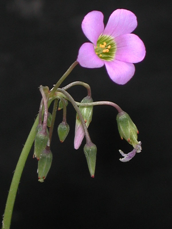 flor-vista-frontal.jpg