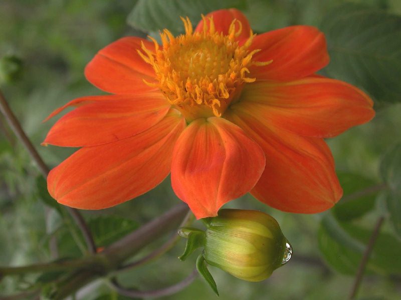 flor-y-boton.jpg