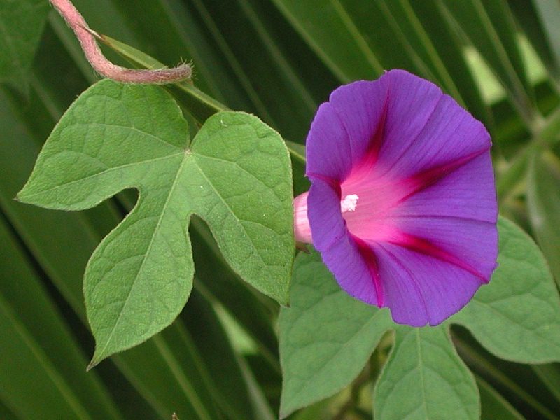 flor-y-hoja.jpg