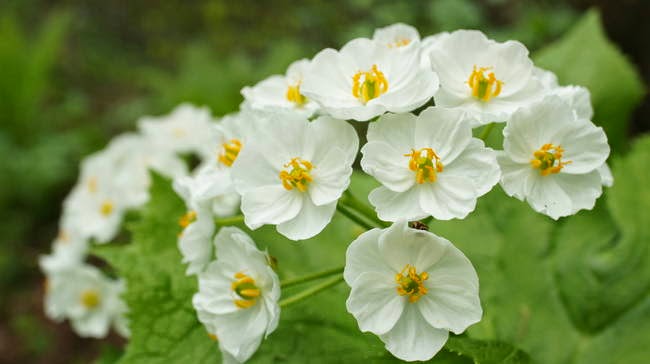 flor004.jpg