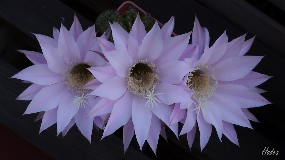 flor01.jpg