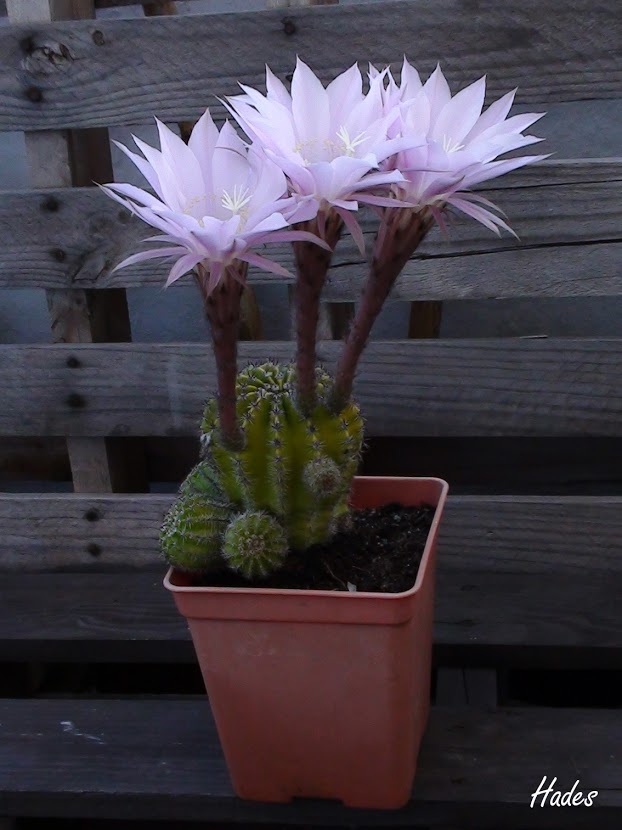 flor02.jpg