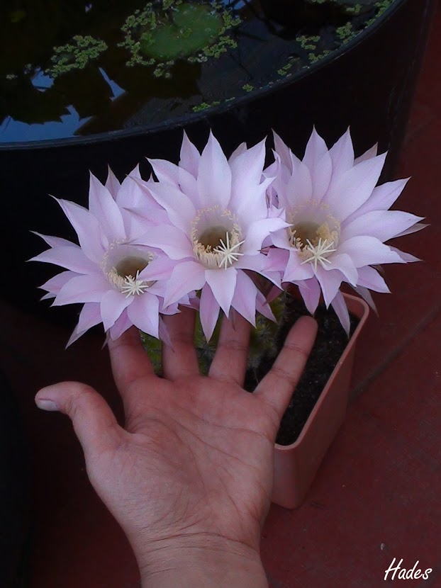 flor03.jpg