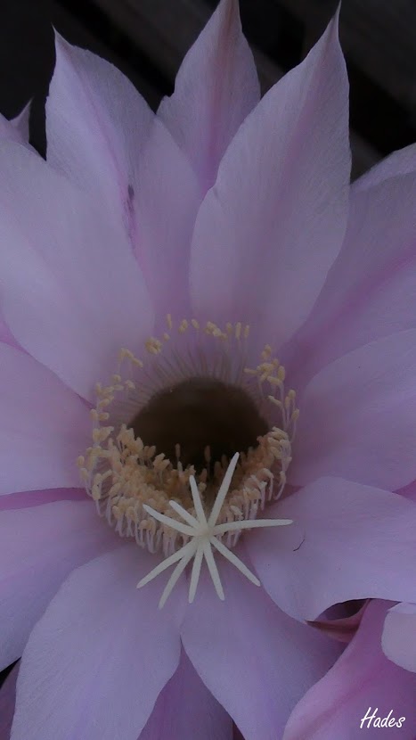 flor04.jpg