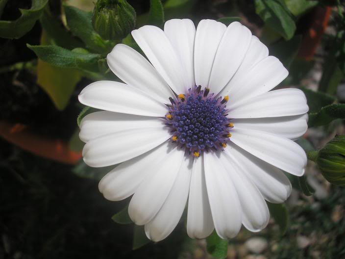flor087.jpg