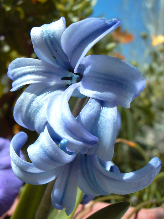 flor1%7E0.jpg