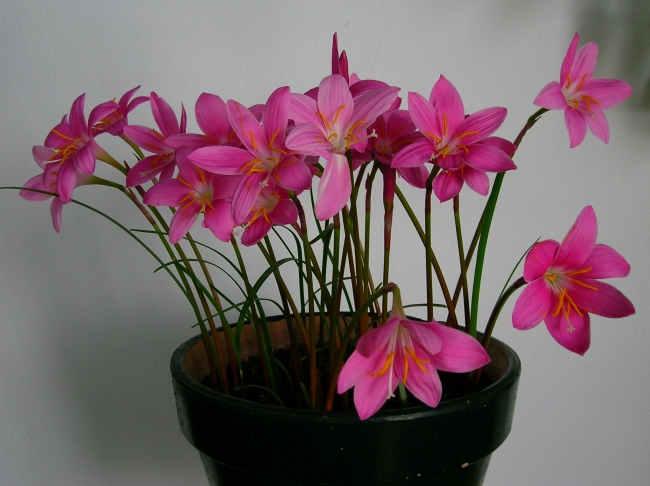 flor1%7E6.jpg
