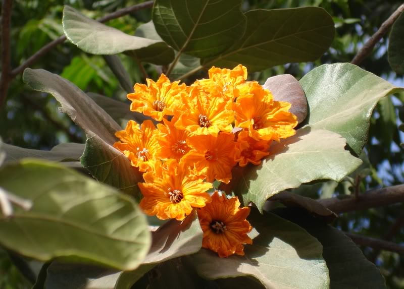 flor1.jpg
