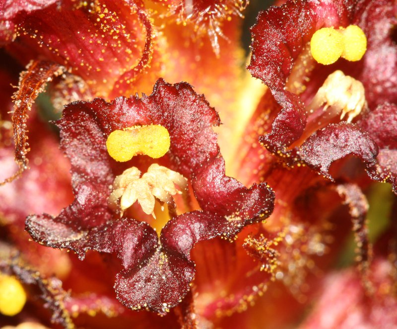 flor1.jpg