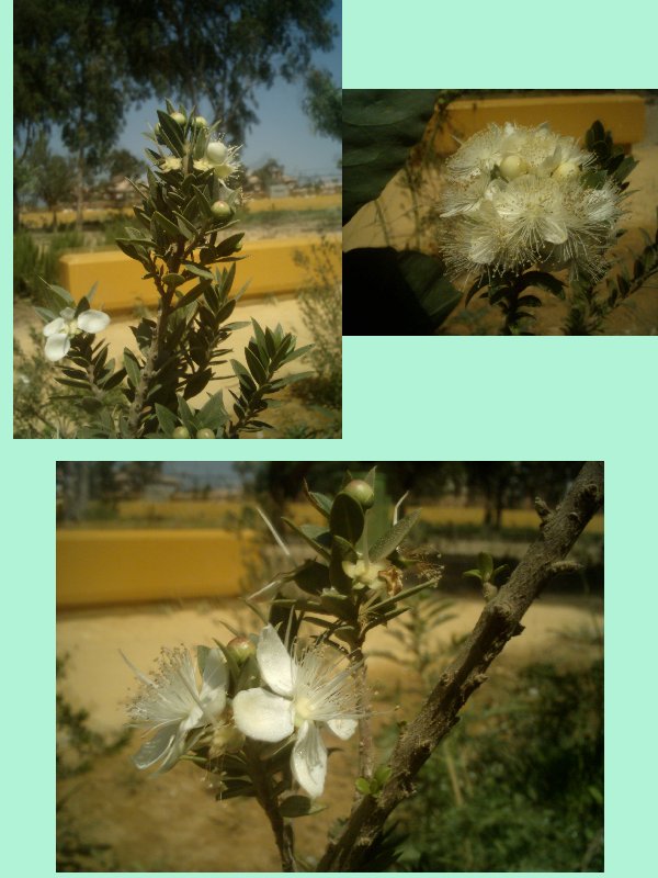 Flor1.jpg