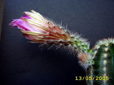 FLOR1.jpg