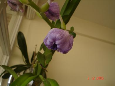 flor1.JPG