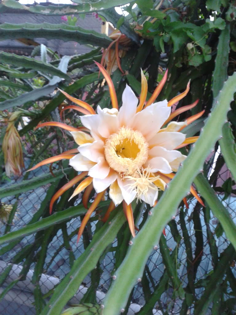 flor1.jpg