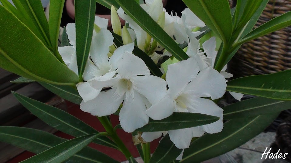 flor1.jpg