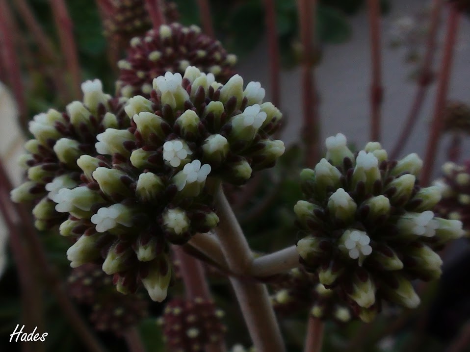 flor1.jpg