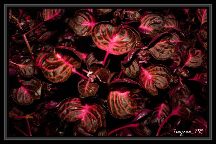 flor10.jpg