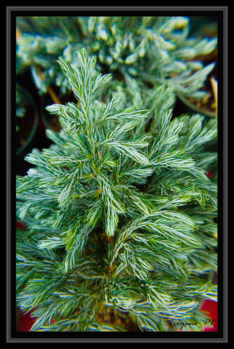flor12.jpg
