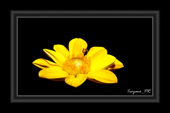 flor14.jpg