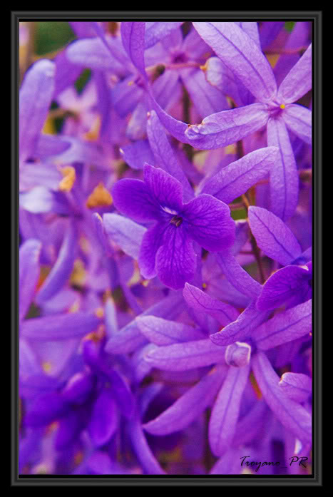 flor15.jpg
