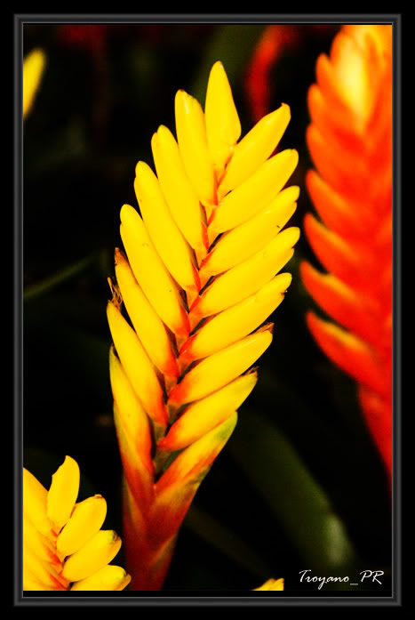 flor16.jpg
