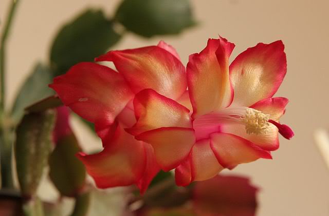 flor17.jpg