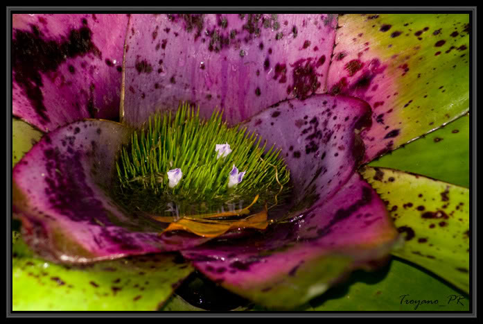 flor17.jpg