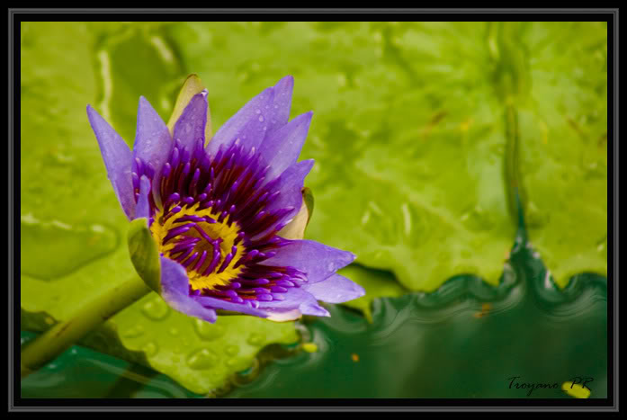 flor18.jpg