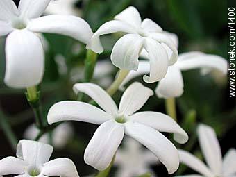 flor1827.jpg