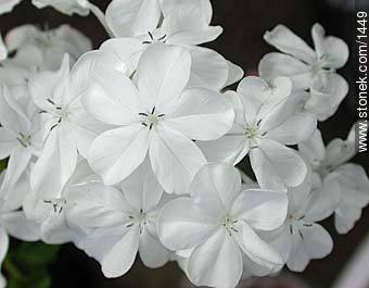 flor1915.jpg