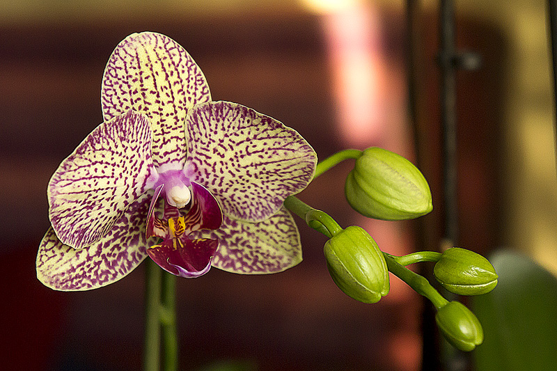 Flor1_2013-1.jpg