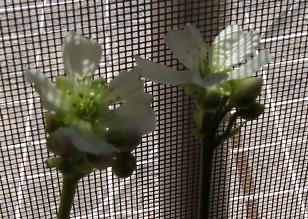 flor2%7E1.JPG